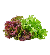 Lettuce And Other Greens